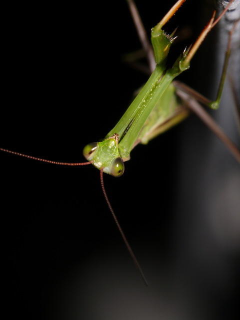 Mantis religiosa - imádkozósáska
