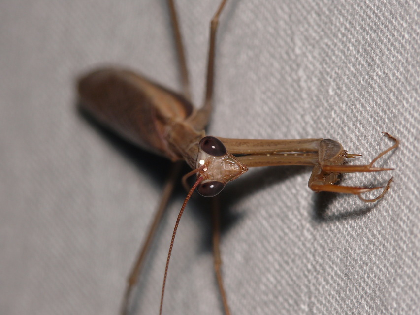 Mantis religiosa - imádkozósáska