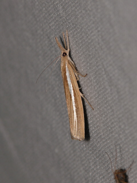 Agriphila