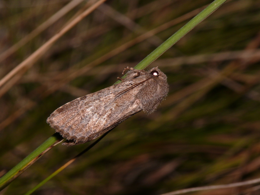 Parastichtis suspecta - sötét erdeibagoly
