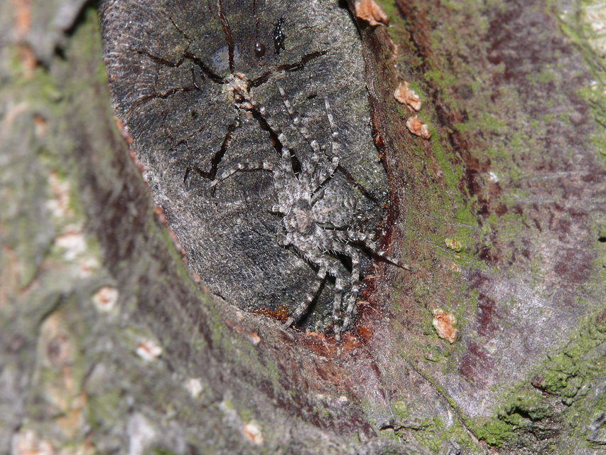 Philodromus poecilus - cifra karolópók