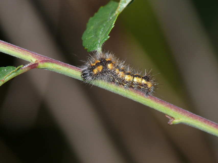 Acronicta auricoma - aranyos szigonyosbagoly