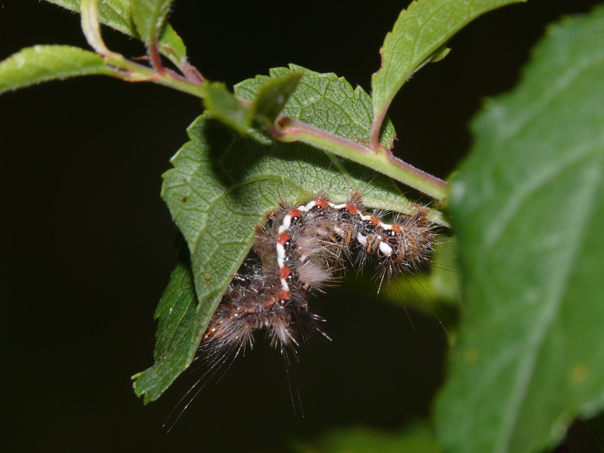 Acronicta rumicis - sóska-szigonyosbagoly
