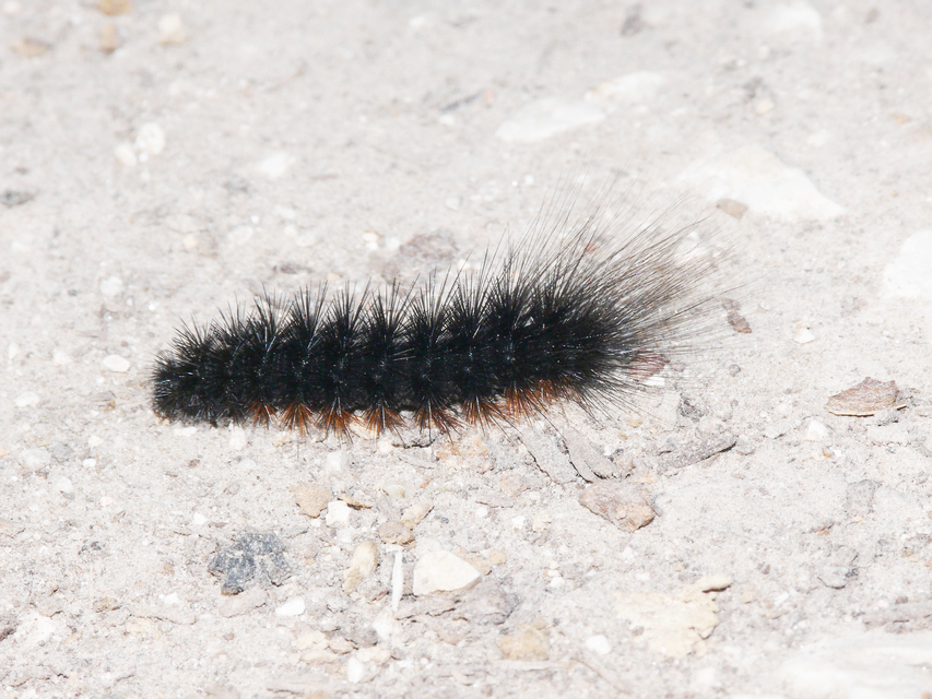 Hyphoraia aulica - barna medvelepke