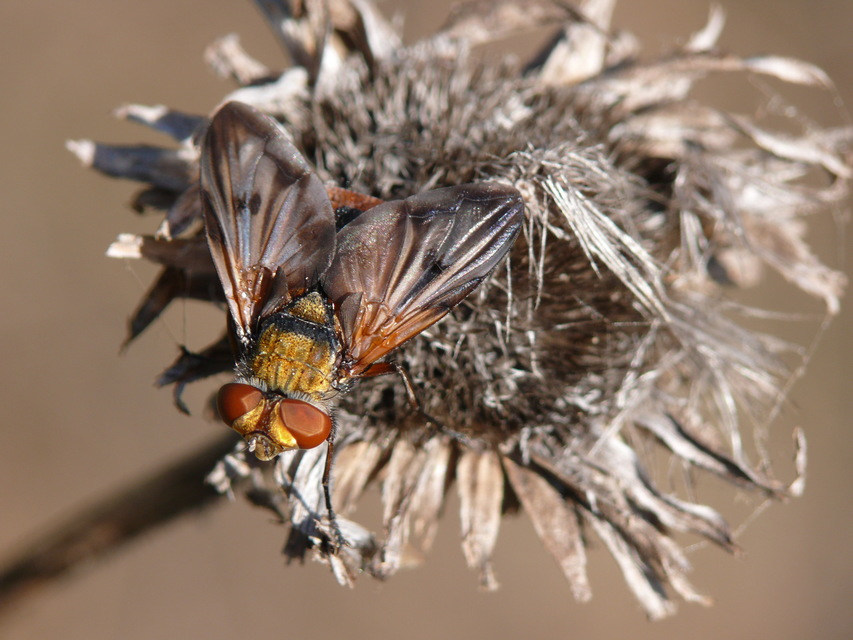 Phasiinae