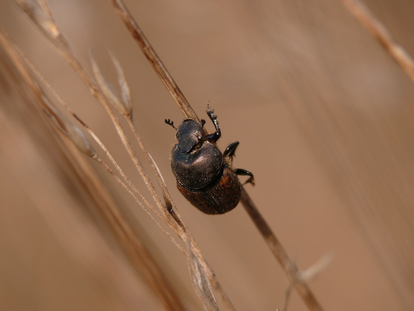 Onthophagus fracticornis - bronzos trágyatúró