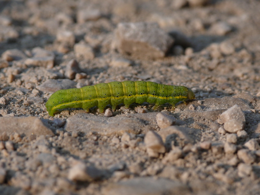 Lacanobia oleracea - saláta-kertibagoly