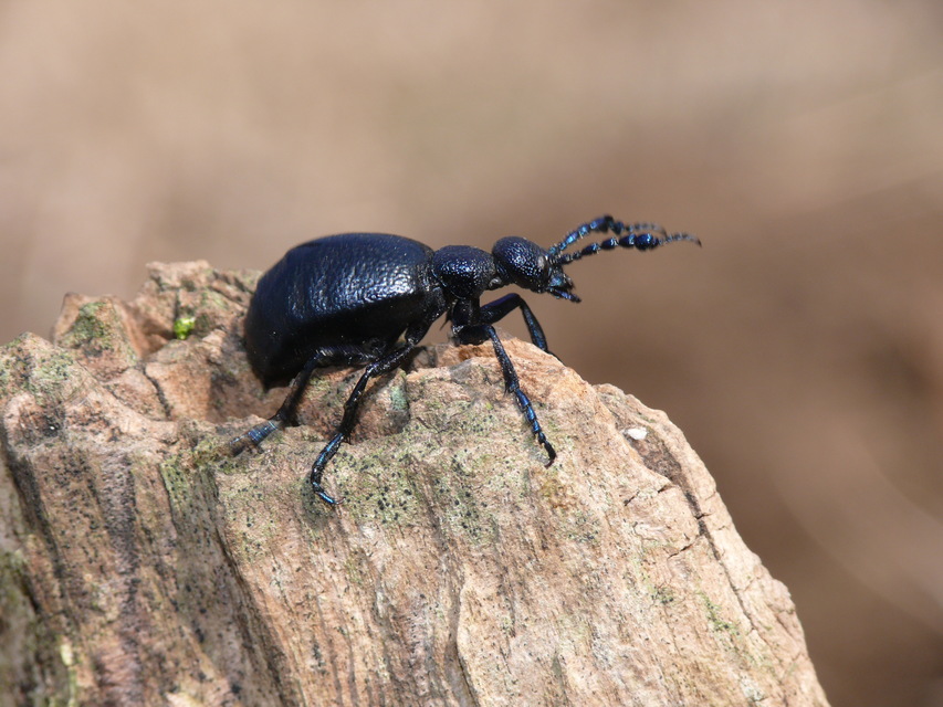 Meloe proscarabaeus - közönséges nünüke