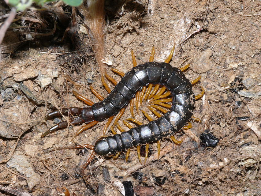 Scolopendra cingulata - öves szkolopendra