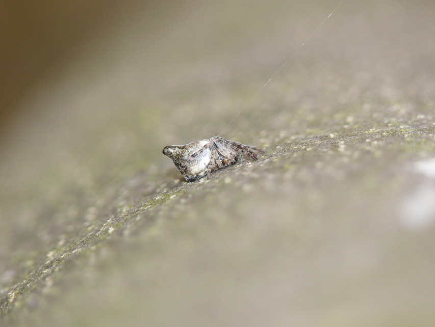 Cyclosa conica - csúcsos keresztespók