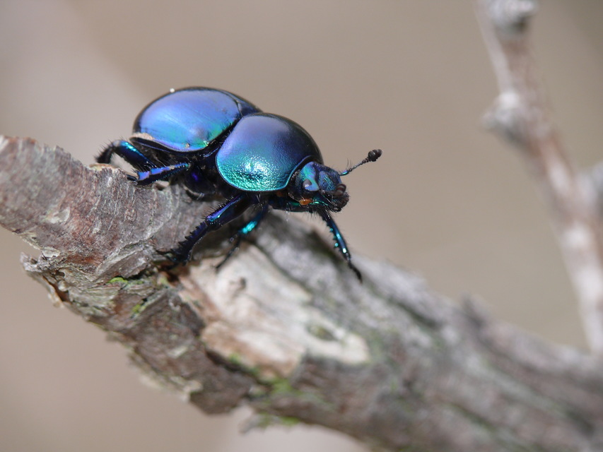 Trypocopris vernalis - tavaszi álganéjtúró