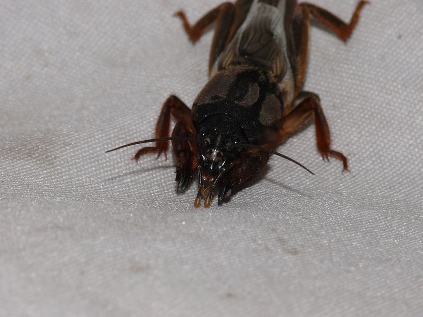 Gryllotalpa