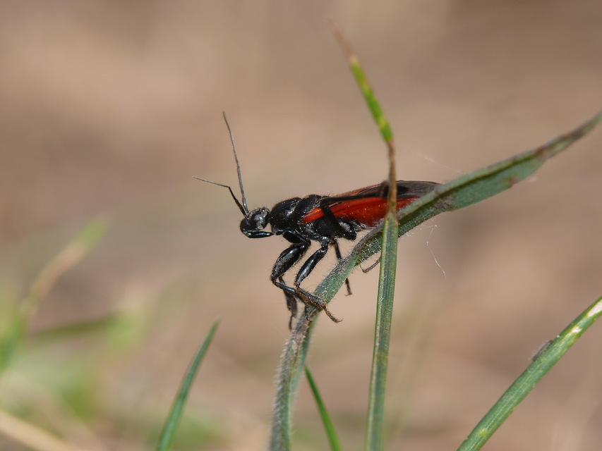 Peirates hybridus - foltos rablópoloska