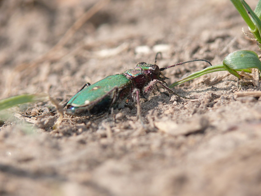 Cicindela campestris - mezei homokfutrinka