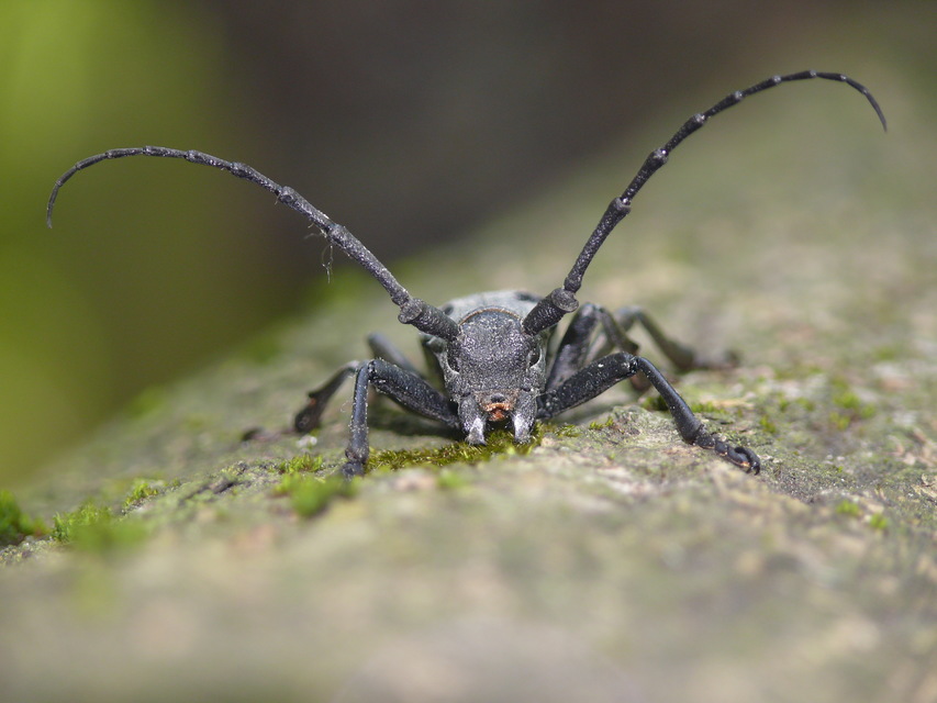 Morimus asper funereus - gyászcincér