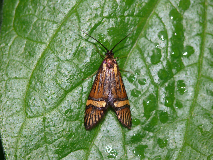 Nemophora