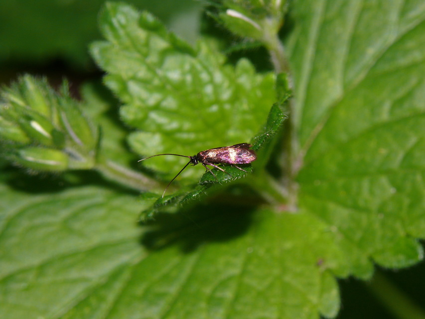 Adelidae - hosszúcsápú-tőrösmolyfélék