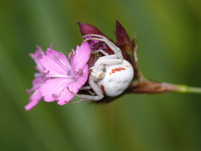 Misumena vatia - viráglakó karolópók