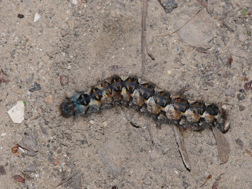 Poecilocampa populi - nyárfaszövő