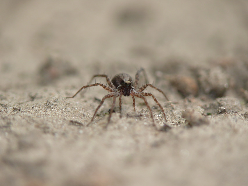 Pardosa