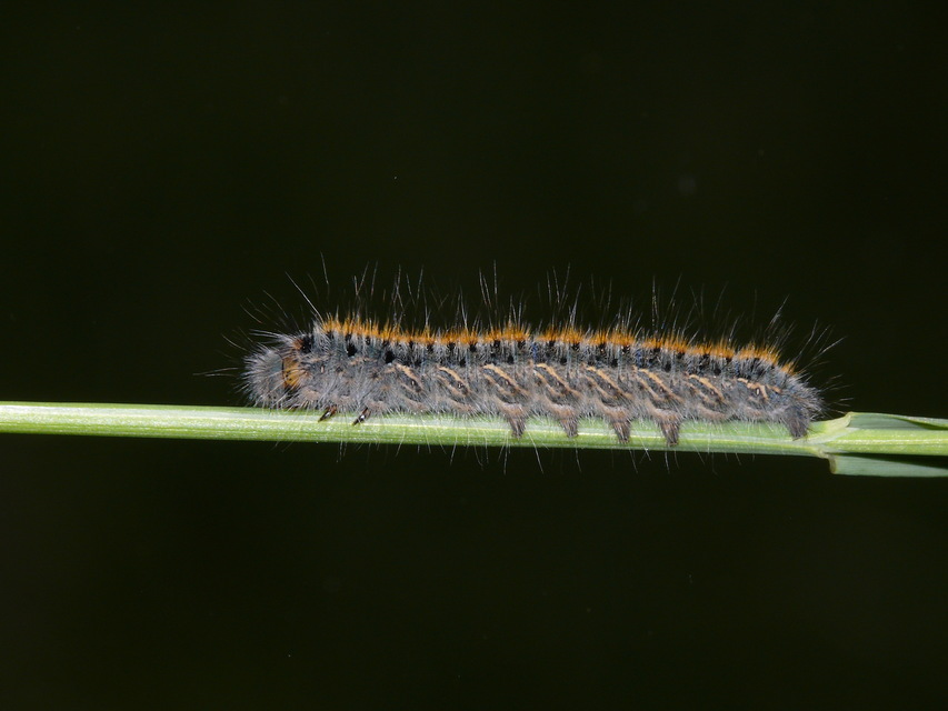 Lasiocampa trifolii - lóhereszövő