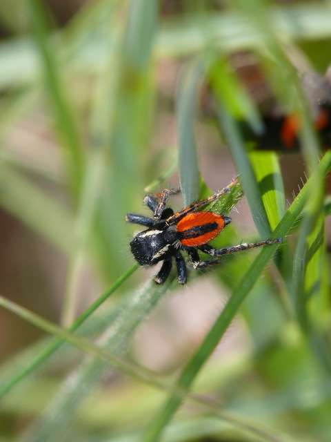 Philaeus chrysops - piros ugrópók