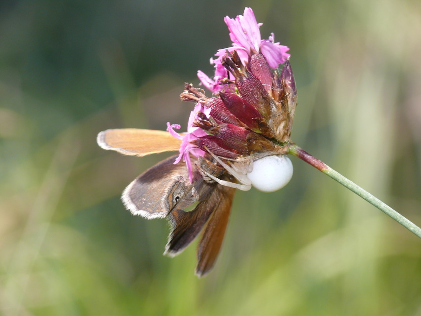 Misumena vatia - viráglakó karolópók