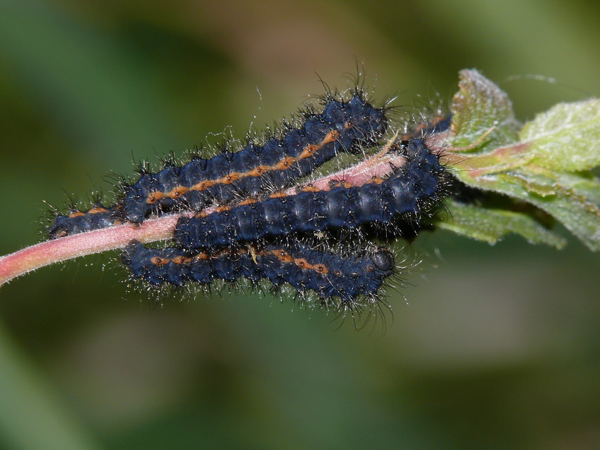 Saturnia pavoniella/pavonia