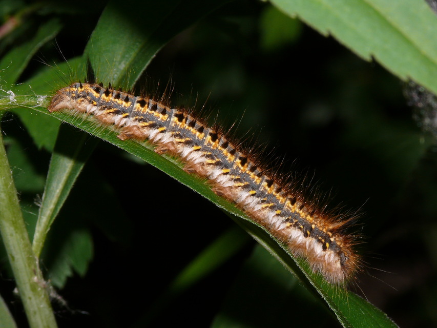 Euthrix potatoria - szomjas pohók