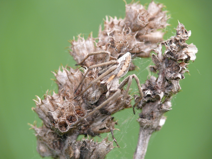 Pisaura mirabilis - csodáspók