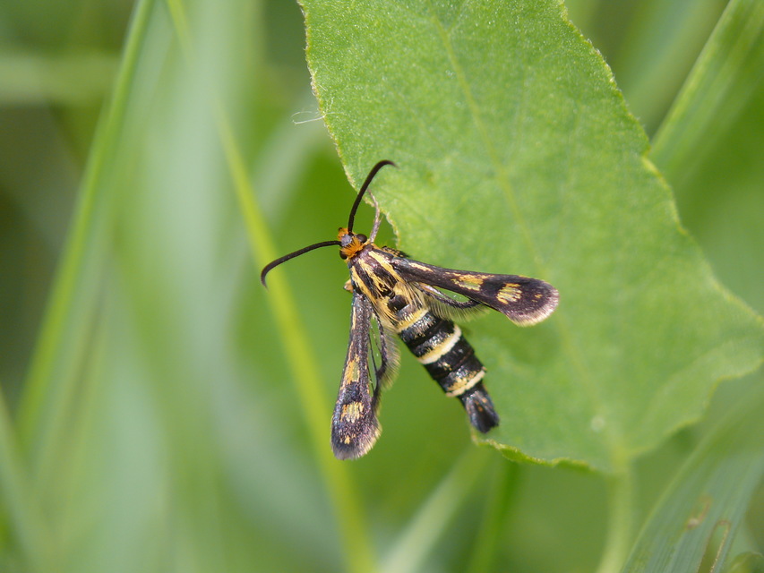 Sesiidae - szitkárfélék