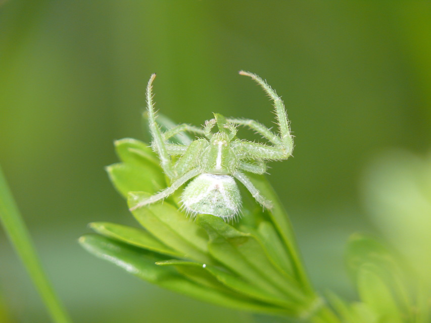 Heriaeus