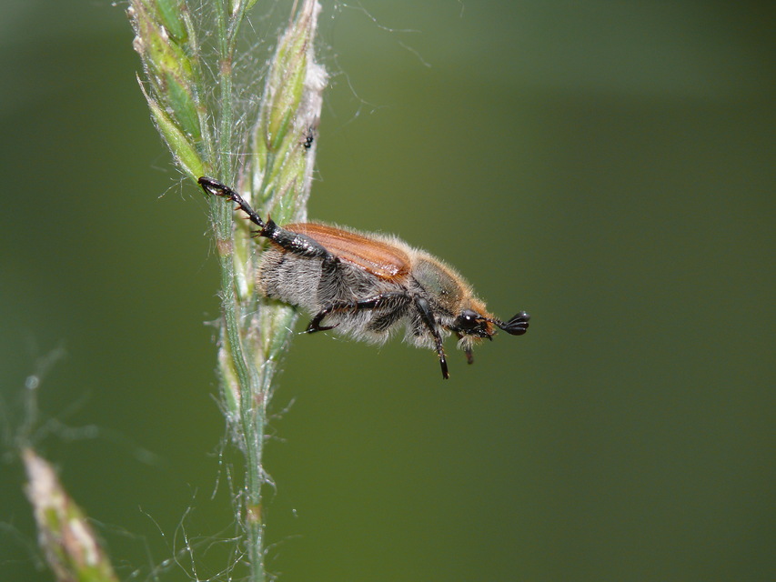 Chaetopteroplia segetum - rozsszipoly