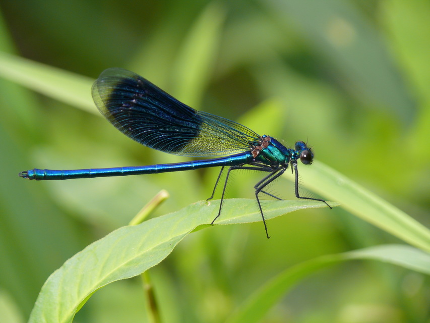 Calopteryx splendens - sávos szitakötő