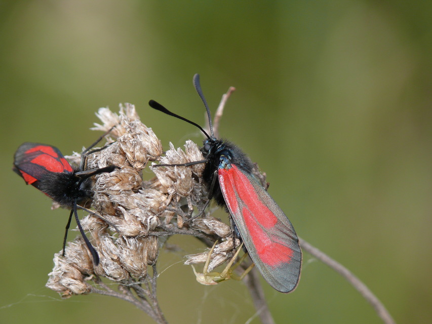 Zygaena minos/purpuralis