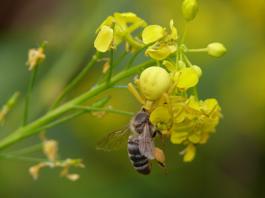 Misumena vatia - viráglakó karolópók