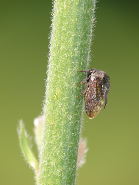 Centrotus cornutus - szarvaskabóca