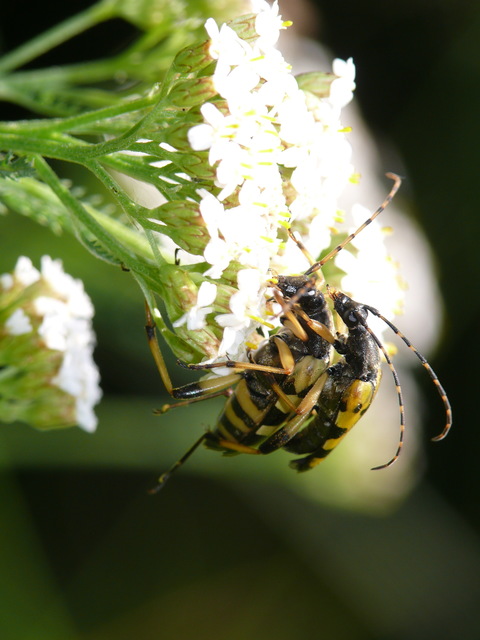 Rutpela maculata - tarkacsápú karcsúcincér