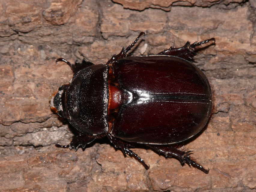 Oryctes nasicornis - orrszarvú bogár