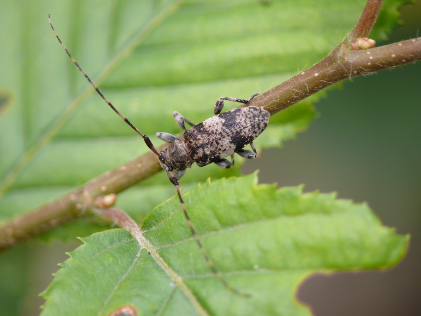 Leiopus nebulosus - öves gesztcincér