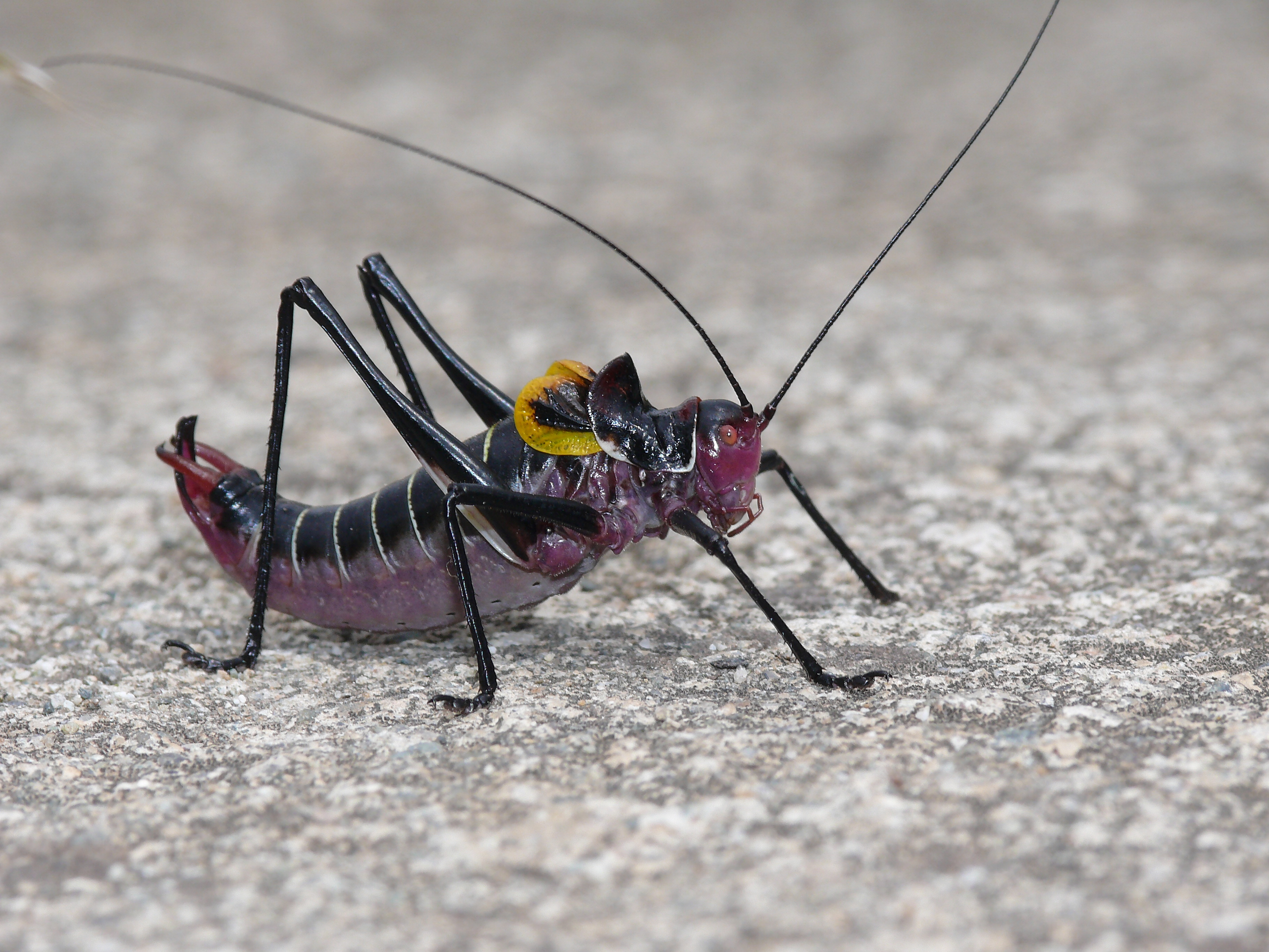 Phonochorion artvinensis