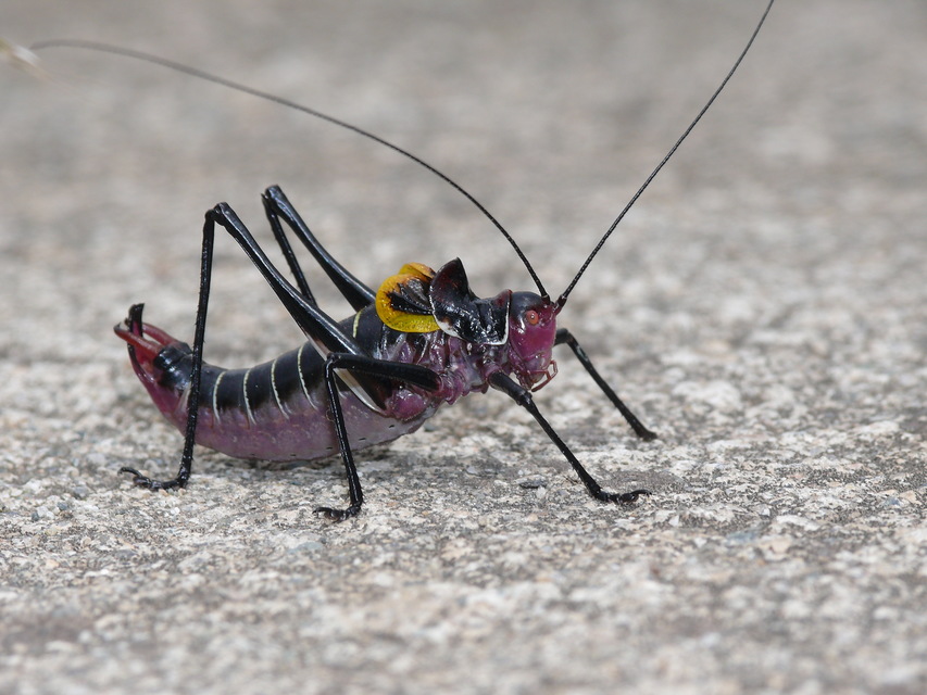 Phonochorion artvinensis