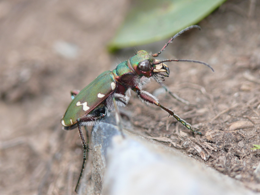 Cicindela