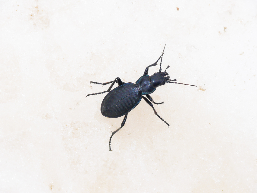 Carabus