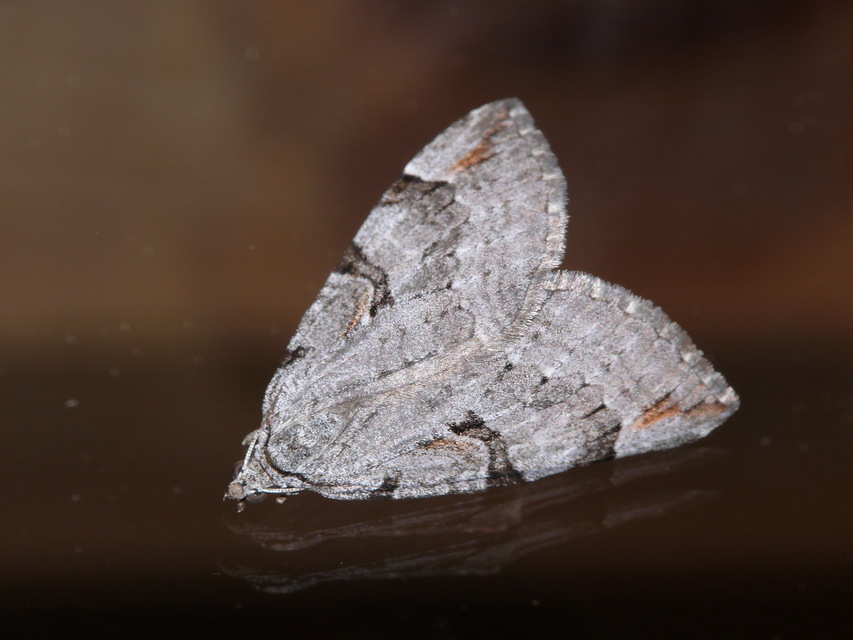 Aplocera