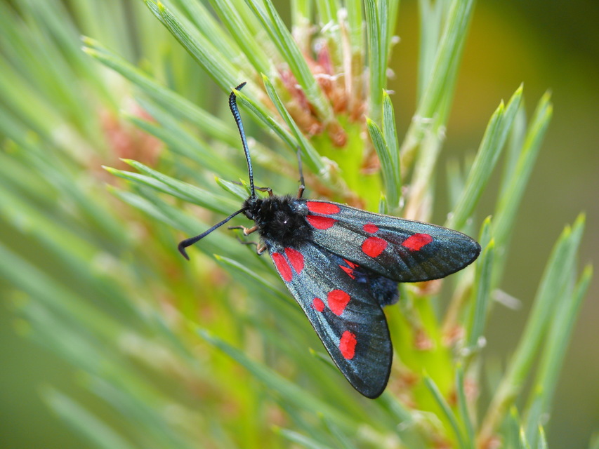 Zygaena