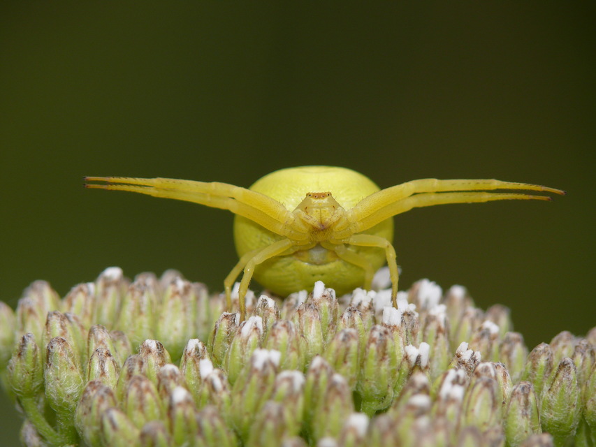 Misumena vatia - viráglakó karolópók
