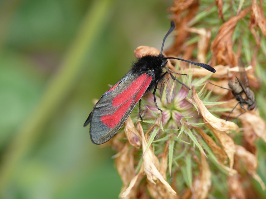 Zygaena