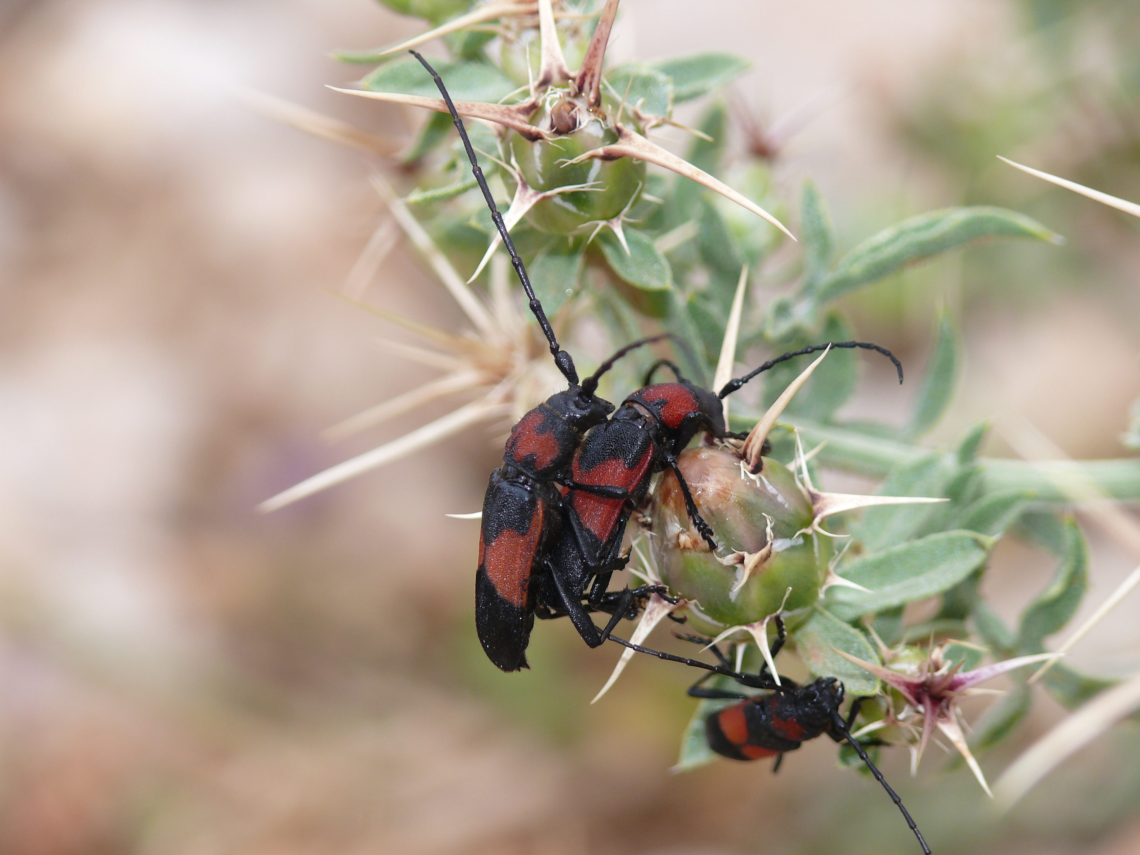 Purpuricenus wachanrui