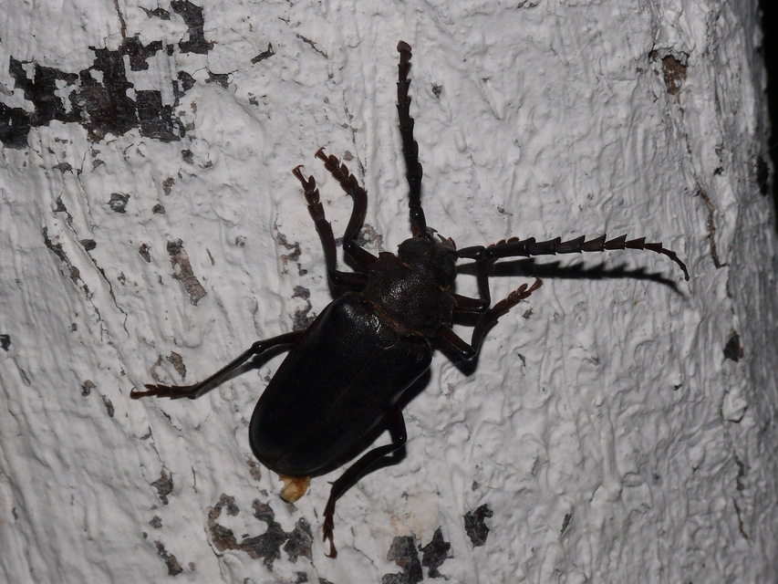 Prionus besikanus